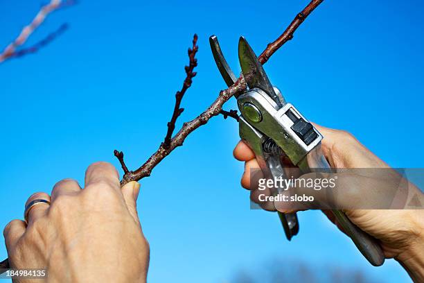 pruning a fruit tree - apricot tree stock pictures, royalty-free photos & images