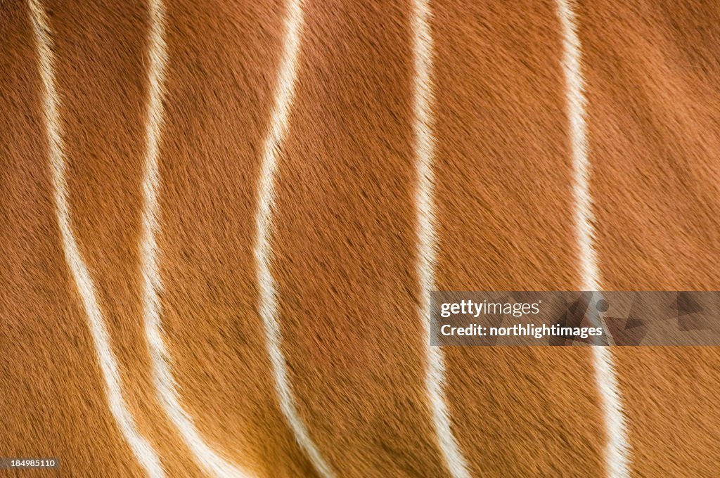 Striped antelope fur