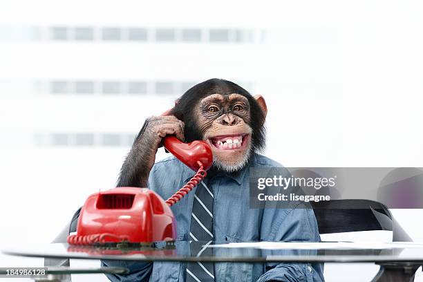 maschio scimpanzé in abbigliamento business - scimmia foto e immagini stock