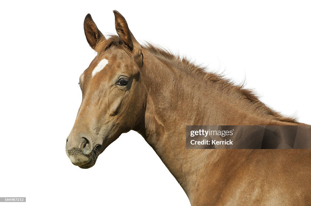 Warmblood foal
