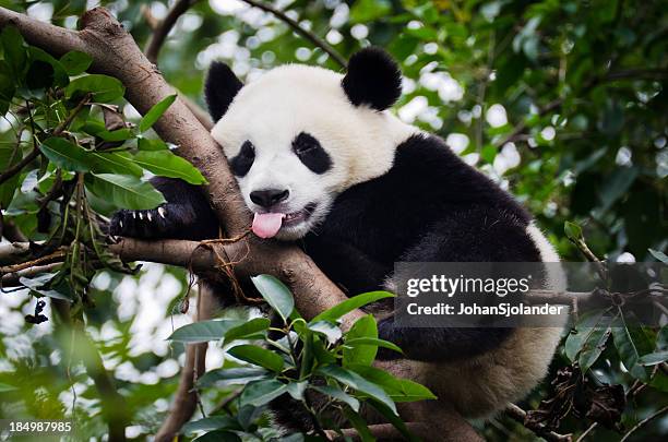 panda mit zunge heraus - chengdu stock-fotos und bilder