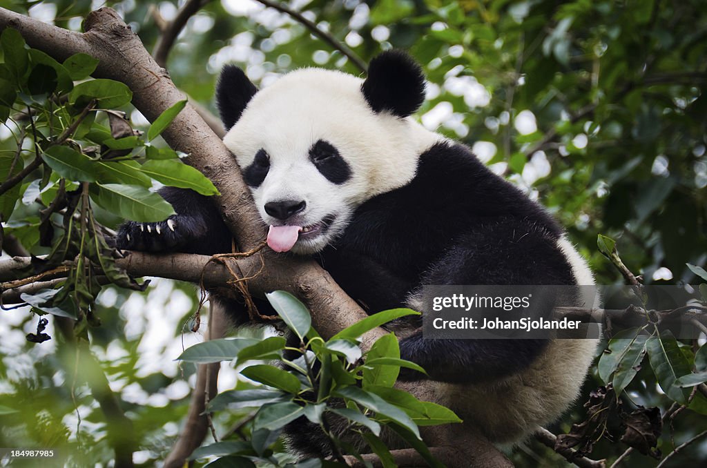 Panda with Tongue Out