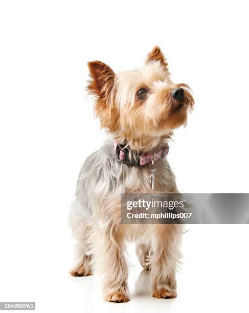 silky terrier - hund klein stock-fotos und bilder