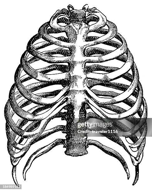 ilustrações, clipart, desenhos animados e ícones de costela - costela osso humano