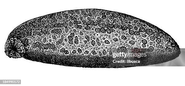 sea cucumber (holothuria sanctori) - holothuria stock illustrations