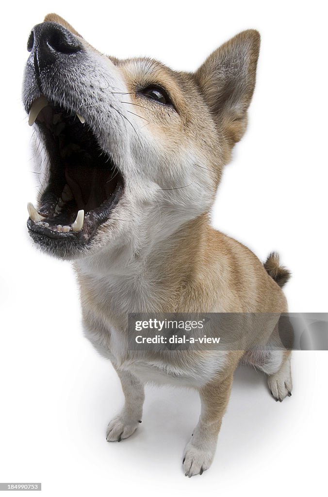 Shiba Inu perro Howling