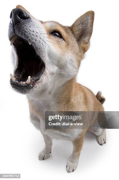 shiba inu perro howling - ladrando fotografías e imágenes de stock