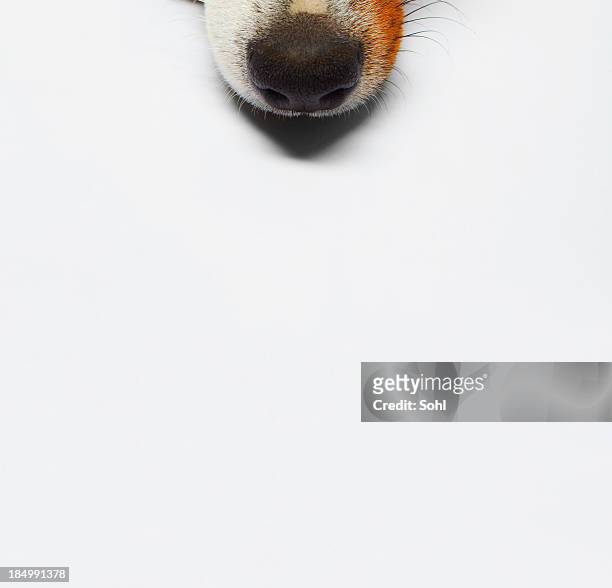 dog - nose 個照片及圖片檔