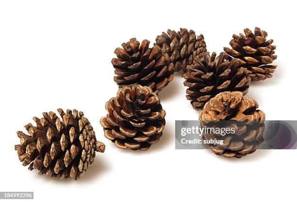 pine cones - pinecone stock pictures, royalty-free photos & images