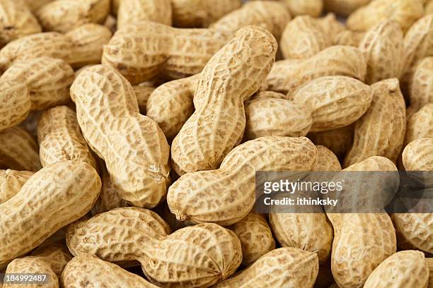 peanut - peanut crop stock pictures, royalty-free photos & images