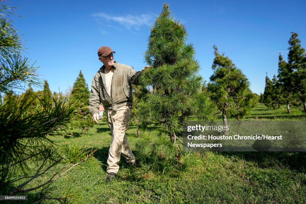 Christmas Tree Farms