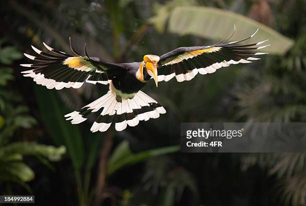 great hornbill (buceros bicornis) bird in flight, rainforest - endangered species bird stock pictures, royalty-free photos & images