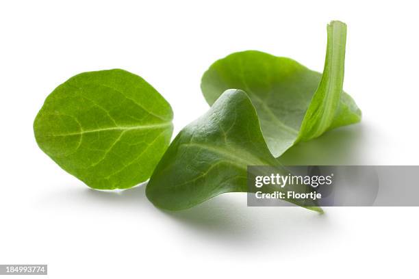 vegetables: corn salad isolated on white background - mache stock pictures, royalty-free photos & images