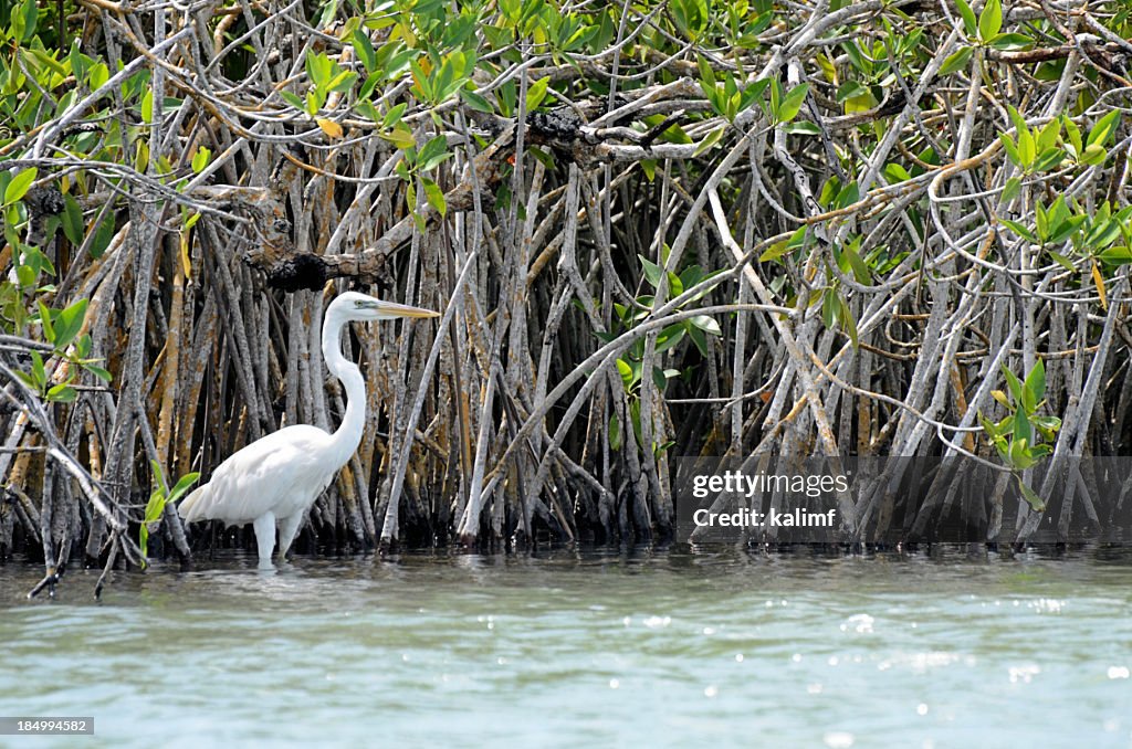 Great Egret