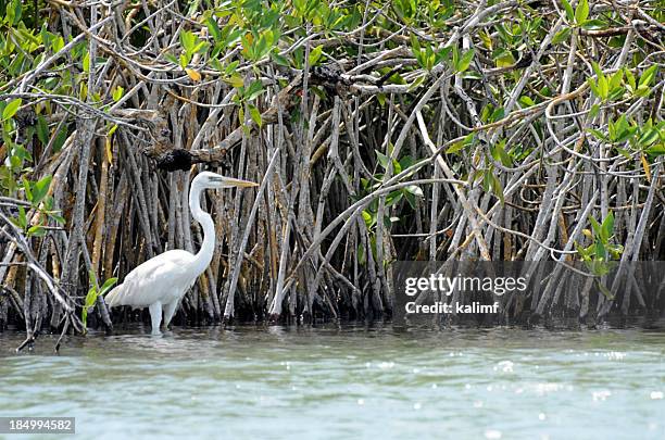 great egret - mangrove tree stock pictures, royalty-free photos & images