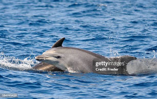 bottlenose dolphins - flasknosdelfin bildbanksfoton och bilder