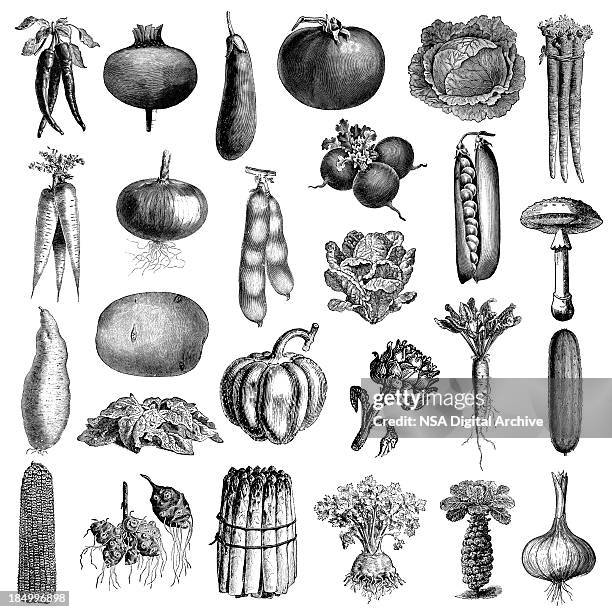 illustrazioni stock, clip art, cartoni animati e icone di tendenza di giardino di verdure illsutrations/antique agricoltura e cibo clipart - cetriolo