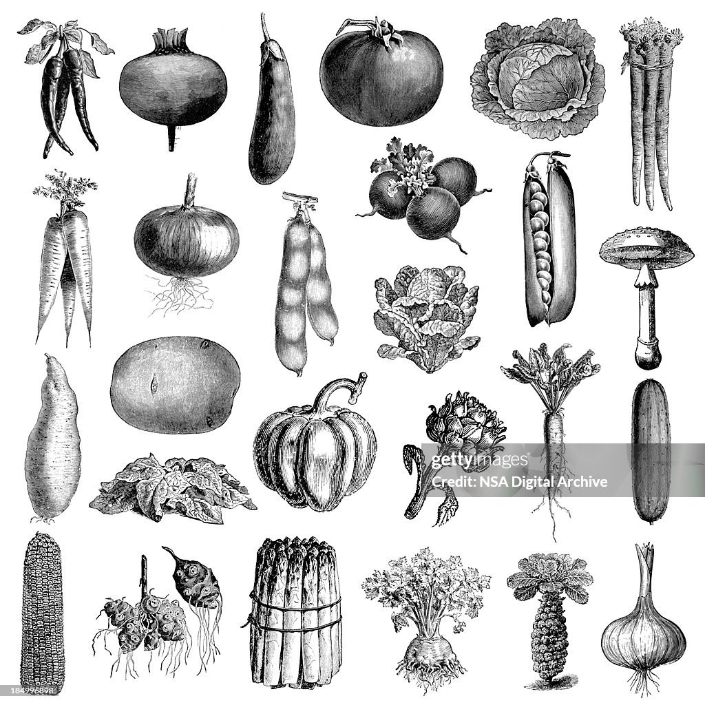 Garden Vegetable Illsutrations | Antique Farming and Food Clipart