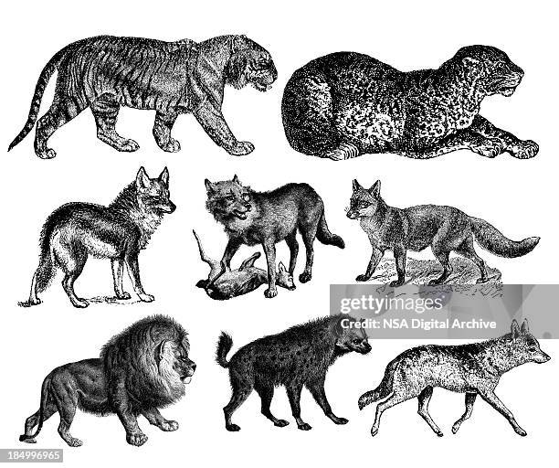 predators' illustrations - tiger, lion, wolf, fox, hyena, leopard, coyote - wolf stock illustrations