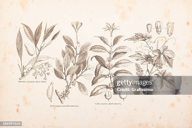 engraving coffee,hop, kola nut, coca bunch, vine from 1882 - tendril stock illustrations