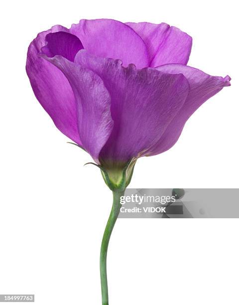 eustoma (lisianthus). - single flower stock pictures, royalty-free photos & images