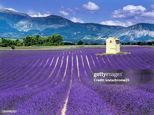 purple fields in france with mountains behind - lavender stock pictures, royalty-free photos & images