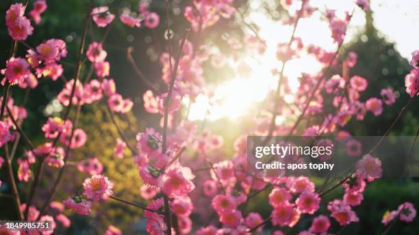 tet festival vibe in vietnam - vietnam stock pictures, royalty-free photos & images