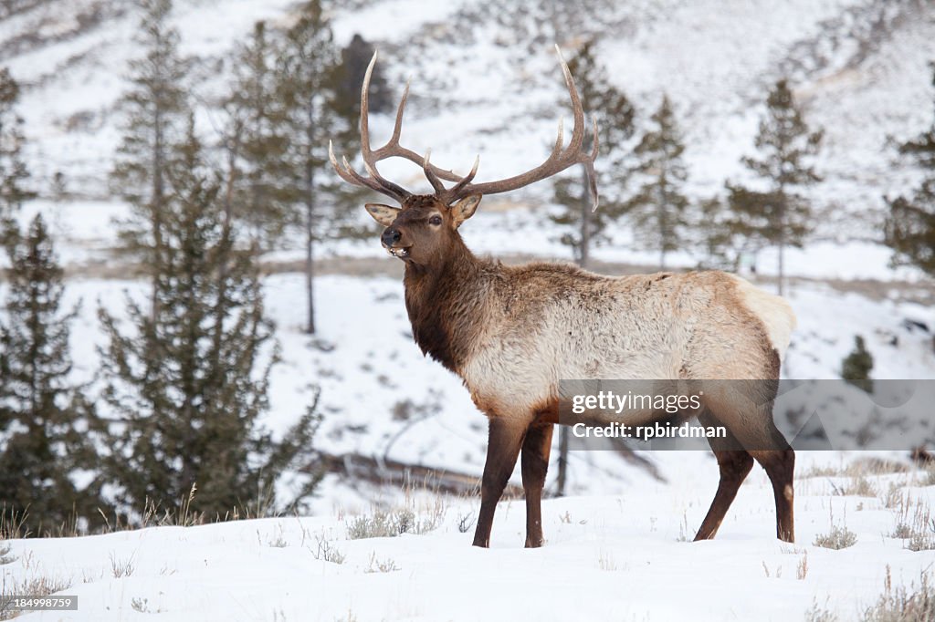 Bull Elk