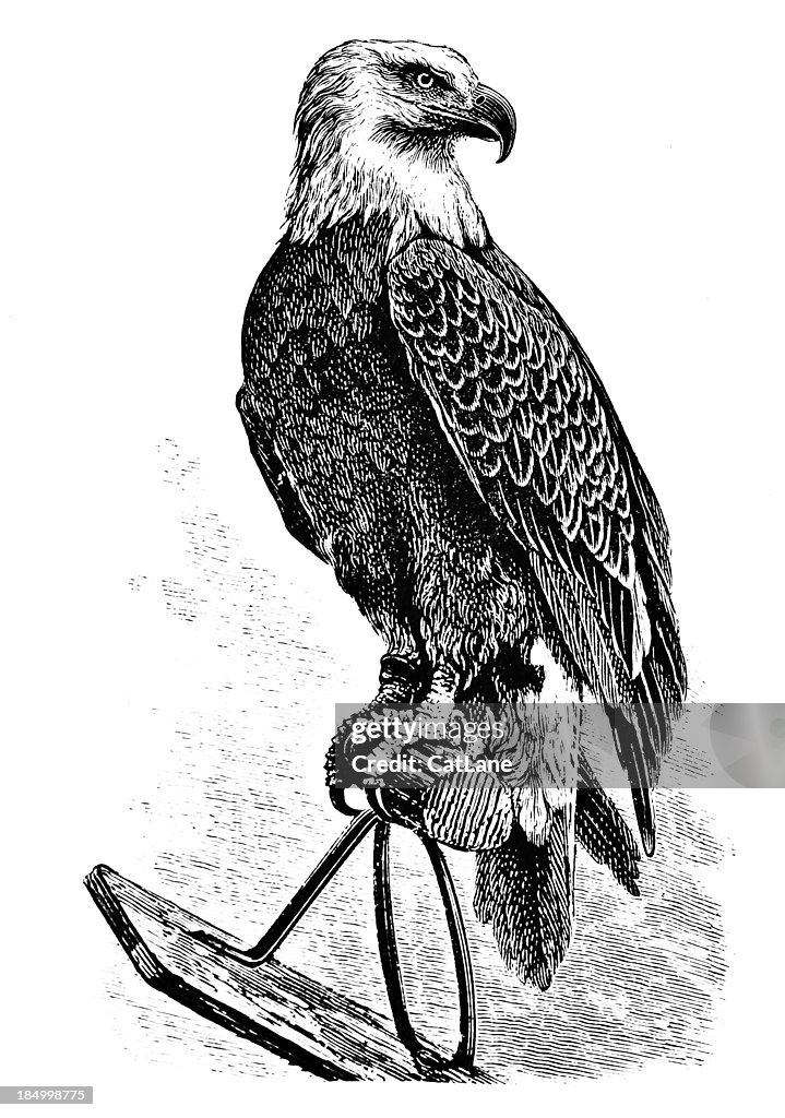 Majestic Eagle - Victorian Engraving