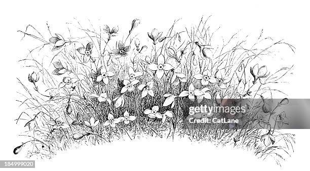 wild daffodils - daffodil stock illustrations