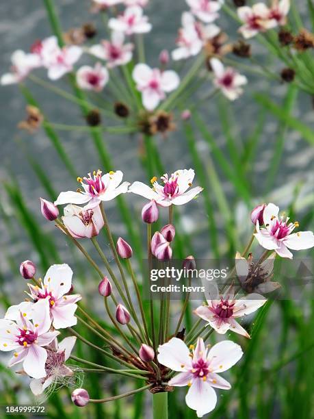 flowering rush (butomus umbellatus) - umbellatus stock pictures, royalty-free photos & images