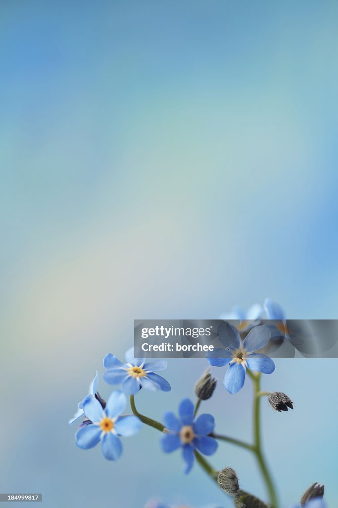 Forget Me Not