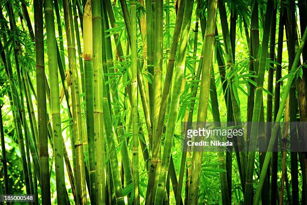 floresta de bambu - bambu - fotografias e filmes do acervo