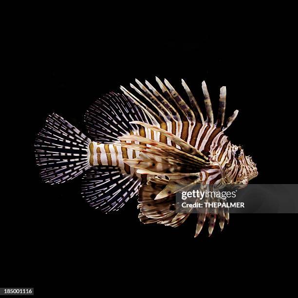 red lion fish - lion fish stock-fotos und bilder