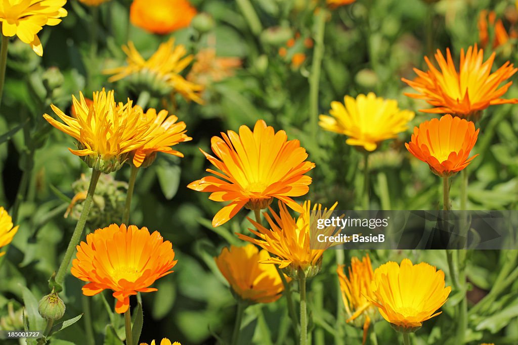 Beautiful orange calendula officinalis on stem