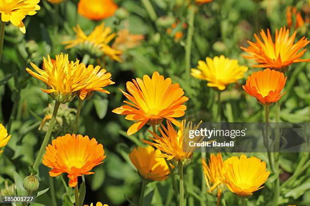 beautiful orange calendula officinalis on stem - field marigold stock pictures, royalty-free photos & images