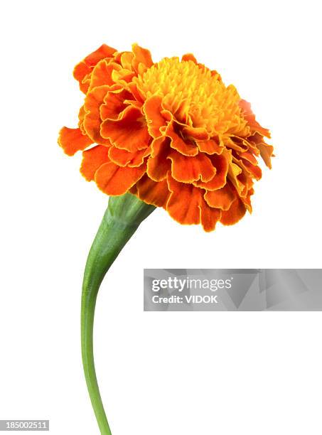 a single orange marigold flower on a white background - tagetes bildbanksfoton och bilder