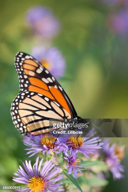 monarch butterfly - monarch butterfly stock pictures, royalty-free photos & images