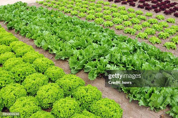 vegetable garden with lettuce salat - butterhead lettuce stock pictures, royalty-free photos & images