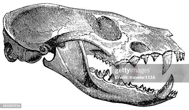 civet skull - fang stock illustrations