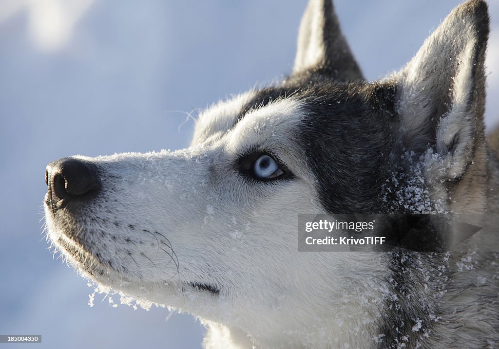 Perro en la nieve