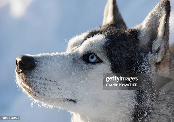 cão na neve - husky imagens e fotografias de stock