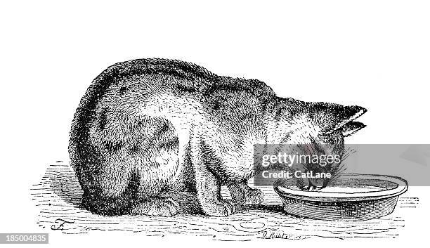 katze trinkt milch-viktorianischen stahl gravur - cat drinking stock-grafiken, -clipart, -cartoons und -symbole