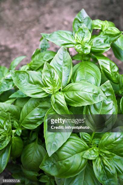 fresh basil in the herb garden - basil stock pictures, royalty-free photos & images