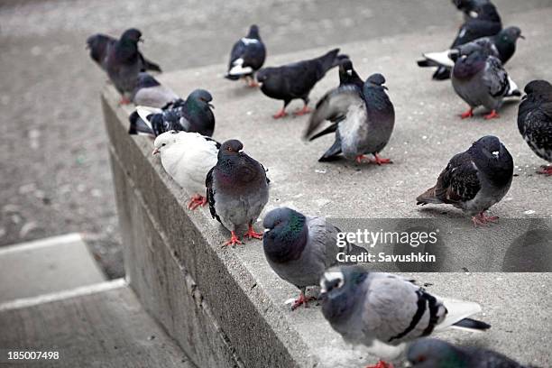 pigeons - pigeon stock pictures, royalty-free photos & images