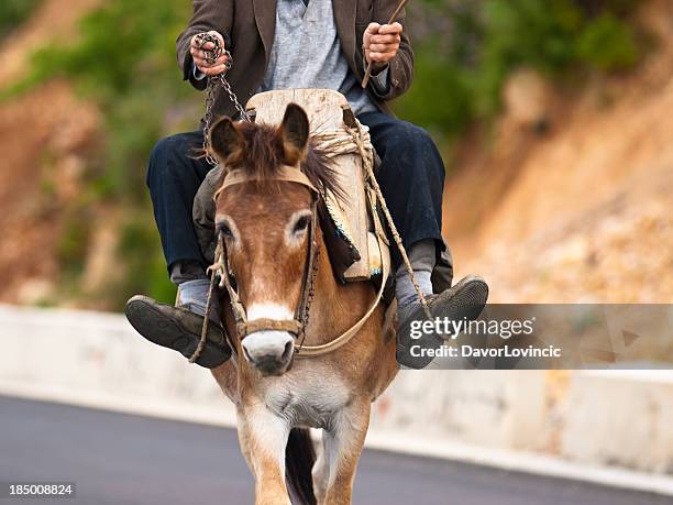 working donkey - donkey stock pictures, royalty-free photos & images