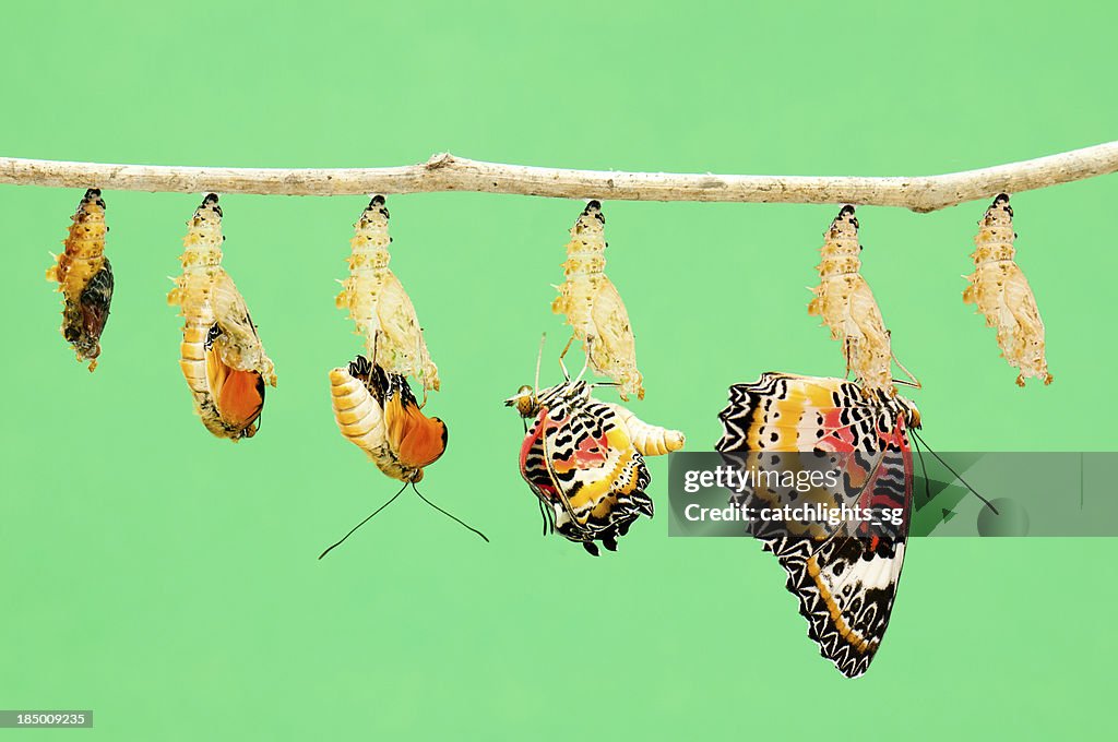 Metamorfosis de mariposa