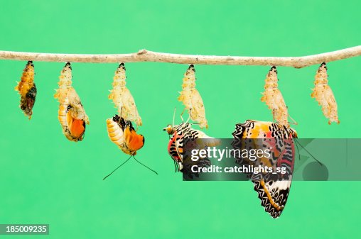 Metamorfosis de mariposa Metamorfosis de mariposa