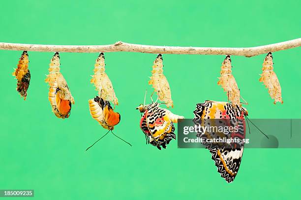 metamorfosi di farfalla - hatching foto e immagini stock