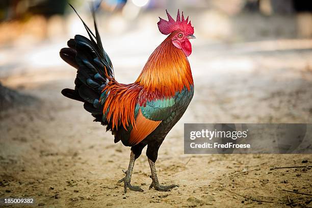 rooster - cock stock pictures, royalty-free photos & images